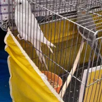 خرید وفروش پرنده|پرنده|کاشمر, |دیوار