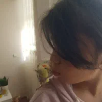 عروس هلندی فندق و پیکو رام و دستی