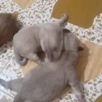 سگ نژاد شی هوا هوا
