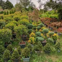 درختچه مورد پیوندی|گل و گیاه طبیعی|تهران, سازمان آب|دیوار