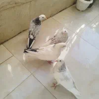کبوتر|پرنده|کرج, گلشهر|دیوار