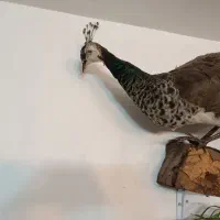 طاووس و پرنده خشکل تاکسدرمی