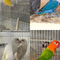 انواع گرینچیک کوتوله برزیلی عروس فنچ بلدرچین قناری