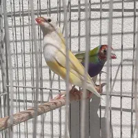 خریدار و فروشنده انواع قناری عروس هلندی فنچ و...