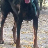 سگ دوبرمن ماده اصیل