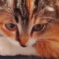 واگذاری بچه گربه ریگان