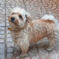 شیتزو ۱ساله نر