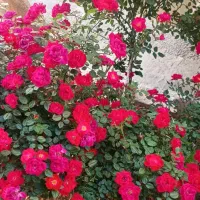 اجاره یک اتاق در سالن زیبایی منطقه پردیس 1