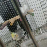 عروس هلندی سینامون