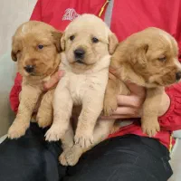 بچه گلدن های استثنایی و زیبا|سگ|اصفهان, فرح آباد|دیوار