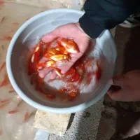 ماهی قرمز|ماهی|یزد, |دیوار