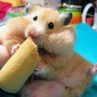 همستر با قفس و غذا|موش و خرگوش|اراک, |دیوار