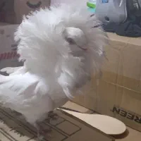 کفتر ،کبوتر|پرنده|تهران, نعمت‌آباد|دیوار