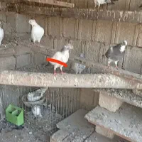 کبوتر پرشی گم شده|پرنده|بندر گناوه, |دیوار