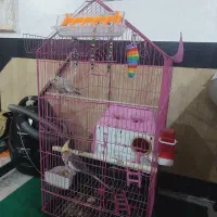 عروس هلندی|پرنده|کوه چنار, |دیوار