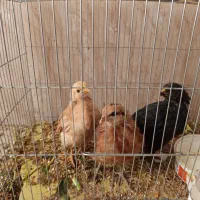 سه عدد جوجه مرغ محلی