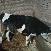 گوساله‌سیمینتال