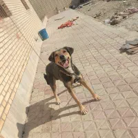 سگ نگهبان|سگ|لنجان, |دیوار