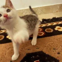 واگذاری رایگان بچه گربه دو ماهه سالم|گربه|شاندرمن, |دیوار