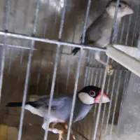 فنچ نرگسی مولد|پرنده|تهران, نگین غرب|دیوار