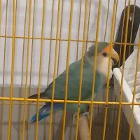 یک عدد برزیلی نر بالغ دستی ومست