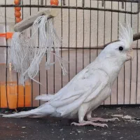 فدوش جوجه عروس هلندی آلبینو|پرنده|سیرجان, |دیوار