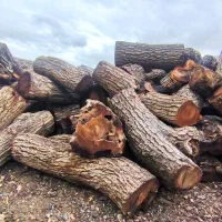 معامله چوب گردو تنه تناژ بالا