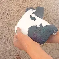 پلنگ. ساده. کرمانی. شیرازی