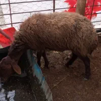 میش و بز|حیوانات مزرعه|مشهد, ویلاشهر|دیوار