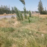 زمین باغی ۵۰۰متر دارای چند نوع نهال