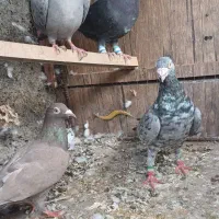 چهار عدد کوهی درجه یک مولد