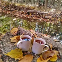 فروش خیلی فوری فوری زمین باغ شهری