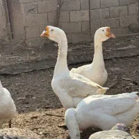 قوغاز اوکراینی