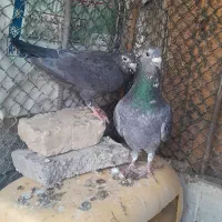 کفتر پلاکی|پرنده|مهران (هرمزگان), |دیوار