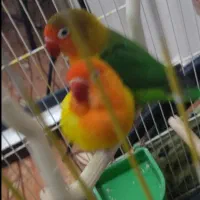 طوطی برزیلی نر و ماده شرطی شرطی شرطی|پرنده|اهواز, کمپلو جنوبی|دیوار