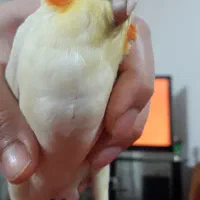 جوجه طوطی|پرنده|بروجرد, |دیوار