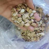 تخمه هندوانه تازه و خوش طعم|عمده‌فروشی|گلی داغ, |دیوار