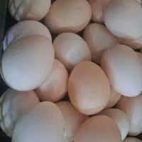 تخم مرغ نطفه دار