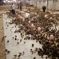 جوجه مرغ یکروزه گلپایگان. جوجه یک روزه محلی خالص