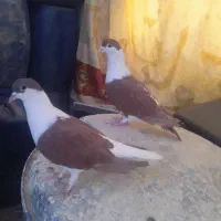 کفتر افغانی|پرنده|سراوان, |دیوار