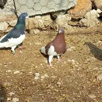 جفت شهری نرو. ماده نر هوای تنگ یک جفت پلاکی هوای|پرنده|جره و بالاده, |دیوار