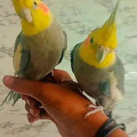 عروس هلندی دستی بالغ