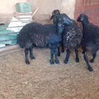 فروش شیشک قوچ هتروزیگوت