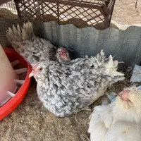 مرغ و خروس گلین جوان