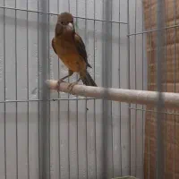 قناری.|پرنده|شیراز, شهرک والفجر|دیوار