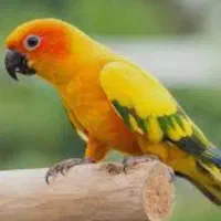 طوطی خورشیدی