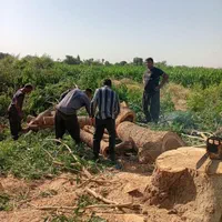 چوب درخت ابریشم اکالیپتوس کنار مرکبات|خدمات باغبانی و درختکاری|دزفول, |دیوار