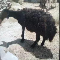 میش چاق جهت قربانی سالم سالم