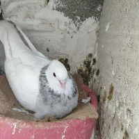 کفتر طوقی|پرنده|امیدیه, |دیوار