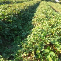 نهال توت فرنگی سابرینا|گل و گیاه طبیعی|خان ببین, |دیوار